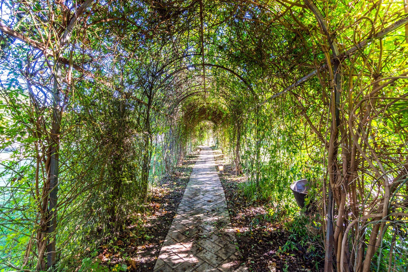 Encuentra tu camino a través de este arco de flores